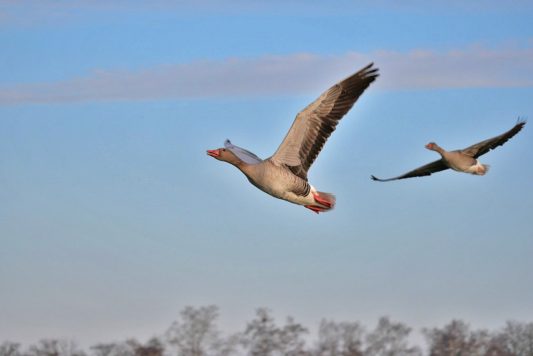 AktNatBeo-220204-ja-05_Gaense_Abflug-1140pix