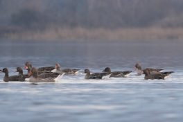 AktNatBeo-220204-ja-06_Gaense_Sicherheit_See-1140pix