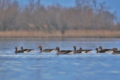 AktNatBeo-220204-ja-07_Gaensearten_schwimmend-1140pix
