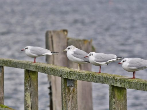 AktNatBeo-220204-ja-08_Sturmmoewe-1140pix