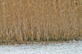 AktNatBeo-220204-ja-09_Suchbild-1140pix