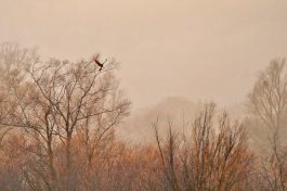 AktNatBeo-220204-ja-12_Kornweihe_Sonnenuntergang-1140pix