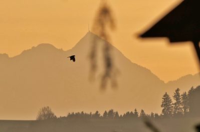 AktNatBeo-220204-ja-13_Kornweihe_Schlafplatz-1140pix