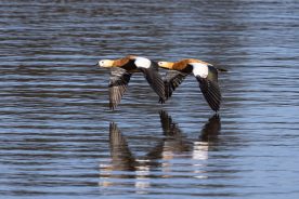 AktNatBeo-220210-ah-02-Rostgaense