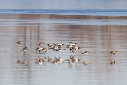 AktNatBeo-220210-ah-03-Spiessenten