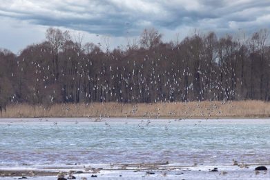 AktNatBeo-220210-ah-04-Reiherenten_HB