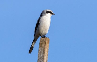 AktNatBeo-220210-ah-05-Raubwuerger_chieming_