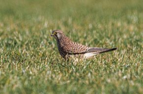 AktNatBeo-220210-ah-06-Turmfalke_Truchtlach_(1)