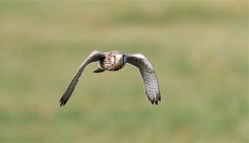 AktNatBeo-220210-ah-07-Turmfalke_Truchtlach_(2)