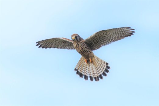 AktNatBeo-220210-ah-08-Turmfalke_Truchtlach_(3)