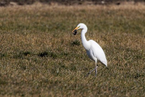 AktNatBeo-220210-ah-09-Silberreiher_Truchtlaching