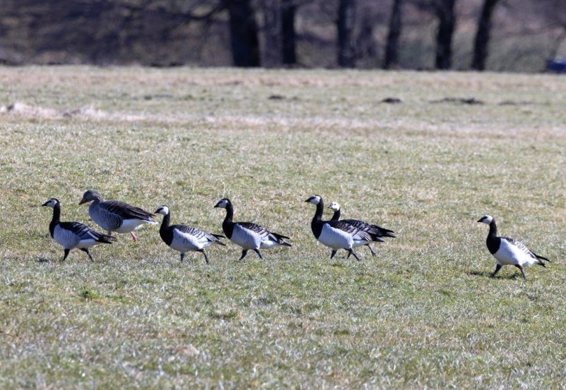 AktNatBeo-220210-ah-10-Weisswangengaense_Schafwaschen