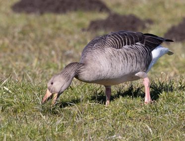 AktNatBeo-220210-ah-11-Graugans_Schafwaschen