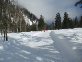 Auf der Loipe zwischen Chiemgau-Arena und Dreiseen-Gebiet