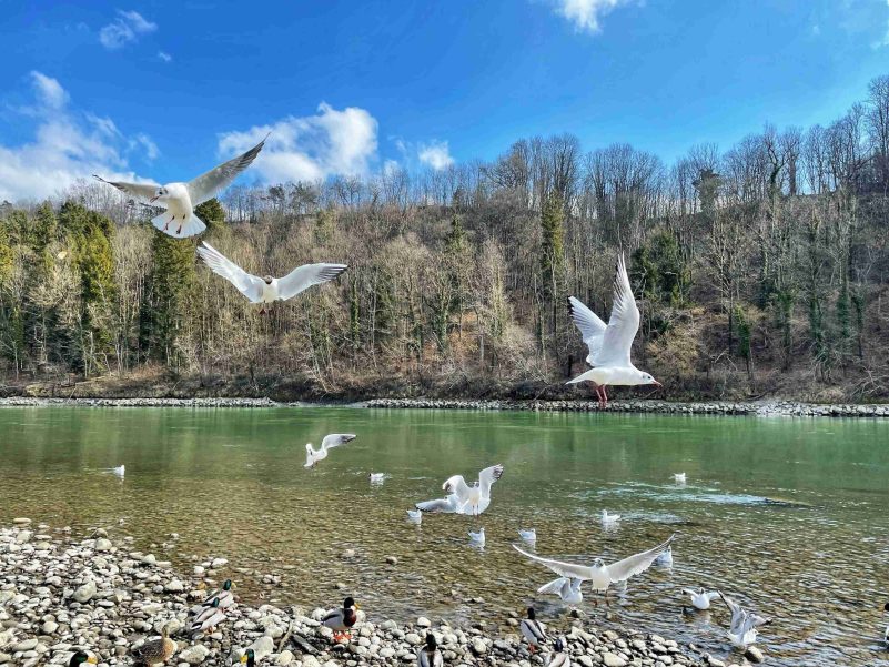 kl-strahlendes Wasserburg_Foto H. Reiter (11)