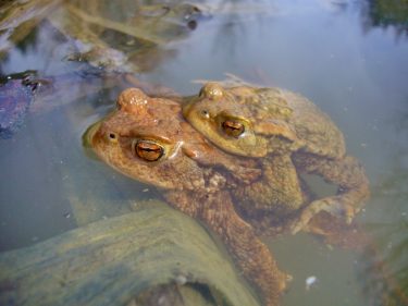 1Erdkröten_Foto U. Meßlinger