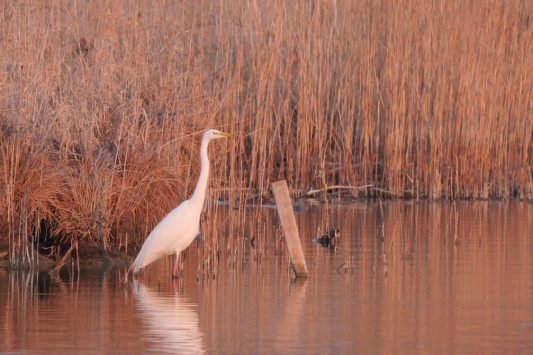AktNatBeo-220310-ja-1_Silberrreiher