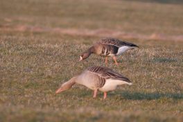 AktNatBeo-220310-ja-2_Blaessgans