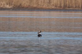 AktNatBeo-220310-ja-3_Haubentaucher