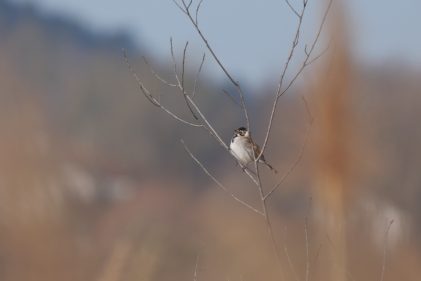 AktNatBeo-220310-ja-4_Rohrammer