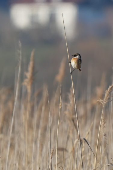 AktNatBeo-220310-ja-6_Schwarzkehlchen