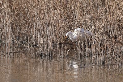 AktNatBeo-220310-ja-8_Silberreiher-P1007992_1008x672
