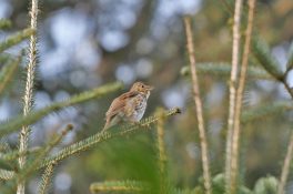 AktNatBeo-220321-ja-01_Singdrossel-1140pix