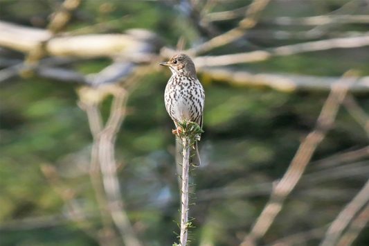 AktNatBeo-220321-ja-02_Singdrossel-1140pix