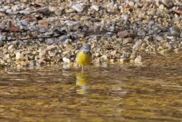 AktNatBeo-220321-ja-03_Gebirgsbachstelze-1140pix