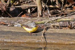 AktNatBeo-220321-ja-04_Gebirgsbachstelze-1140pix