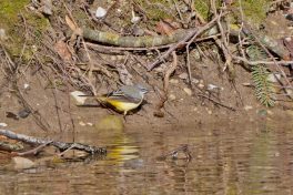 AktNatBeo-220321-ja-05_Gebirgsbachstelze-1140pix