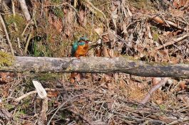 AktNatBeo-220321-ja-06_EIsvogel-1140pix