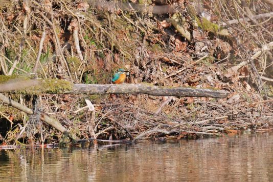 AktNatBeo-220321-ja-07_Eisvogel-1140pix