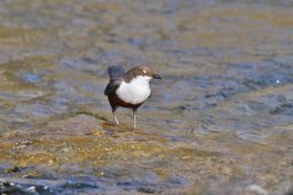 AktNatBeo-220321-ja-09_Wasseramsel-1140pix