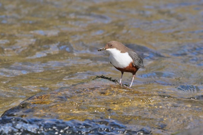 AktNatBeo-220321-ja-10_Wasseramsel-1140pix