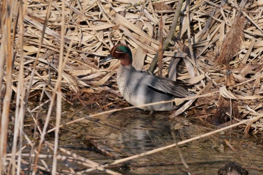 AktNatBeo-220327-ja-01_Krickente