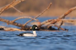 AktNatBeo-220327-ja-02_Schellente