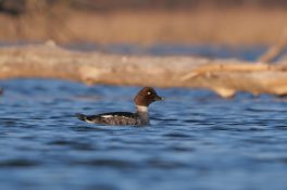 AktNatBeo-220327-ja-03_Schellente