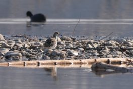 AktNatBeo-220327-ja-04_Kampflaeufer