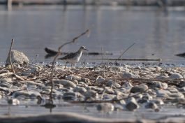 AktNatBeo-220327-ja-05_Kampflaeufer