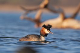 AktNatBeo-220327-ja-06_Haubentaucher