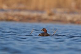 AktNatBeo-220327-ja-07_Zwergtaucher