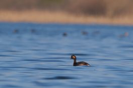 AktNatBeo-220327-ja-08_Schwarzhalstaucher