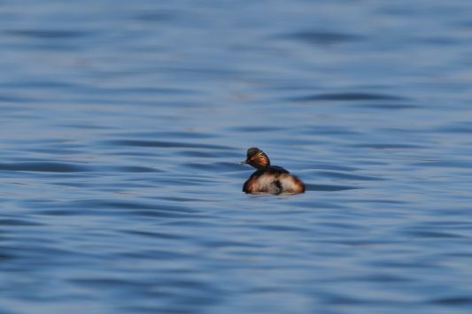 AktNatBeo-220327-ja-09_Schwarzhalstaucher