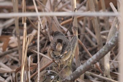 AktNatBeo-220327-ja-10_Raetsel_Eins