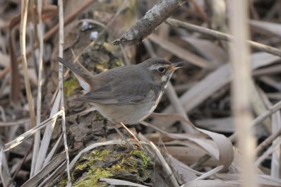 AktNatBeo-220327-ja-11_Blaukehlchen