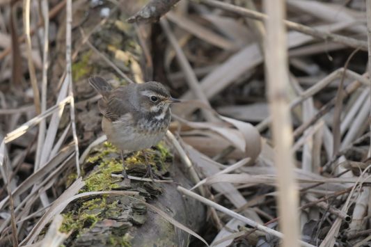 AktNatBeo-220327-ja-12_Blaukehlchen