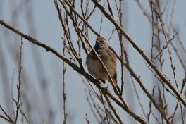 AktNatBeo-220327-ja-13_BLaukehlchen