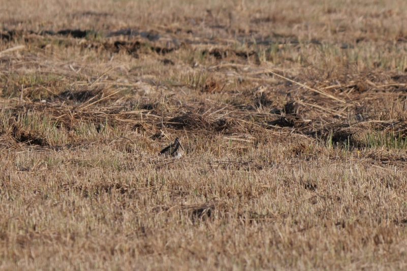 AktNatBeo-220327-ja-15_Bekassine