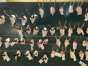 Jaegervereinigung (1)